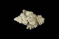 藏品(黑千手螺)的圖片